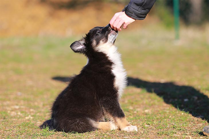When Can Your New Puppy Start Training Classes?