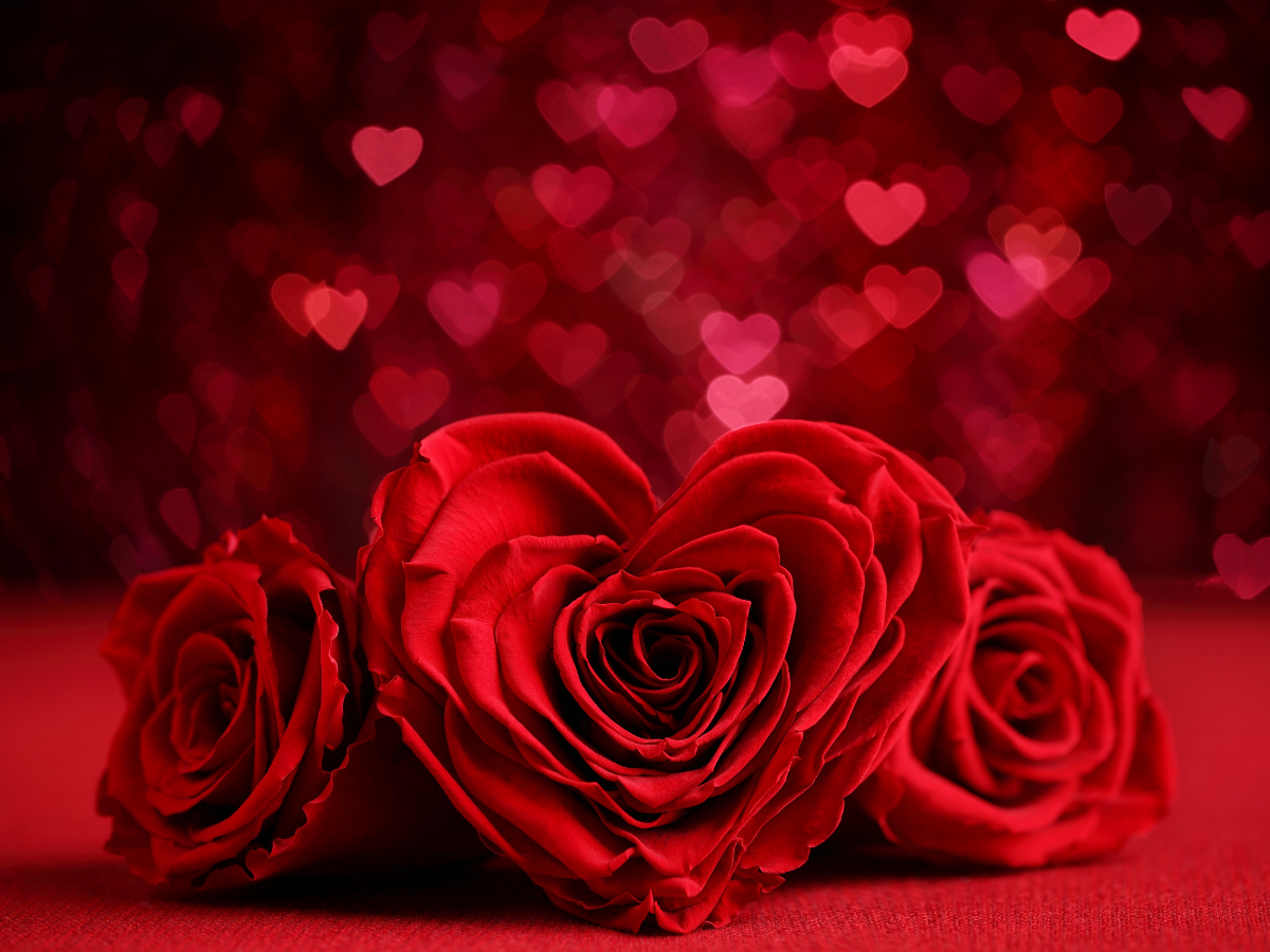 Best Flowers To Give To Your Love On Rose Day